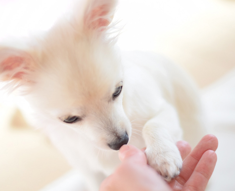 Qualification System